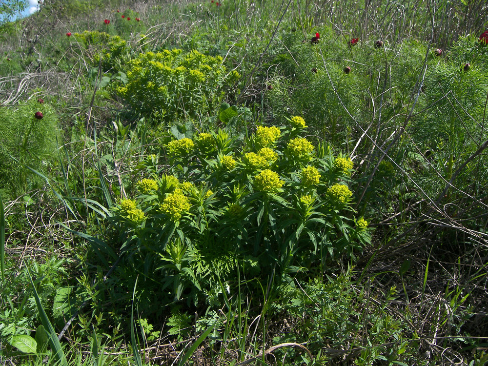 Изображение особи Euphorbia semivillosa.