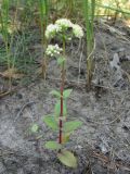 Hylotelephium stepposum. Цветущее растение на опушке соснового леса. Барнаул, Барнаульский ленточный бор. 15.08.2011.