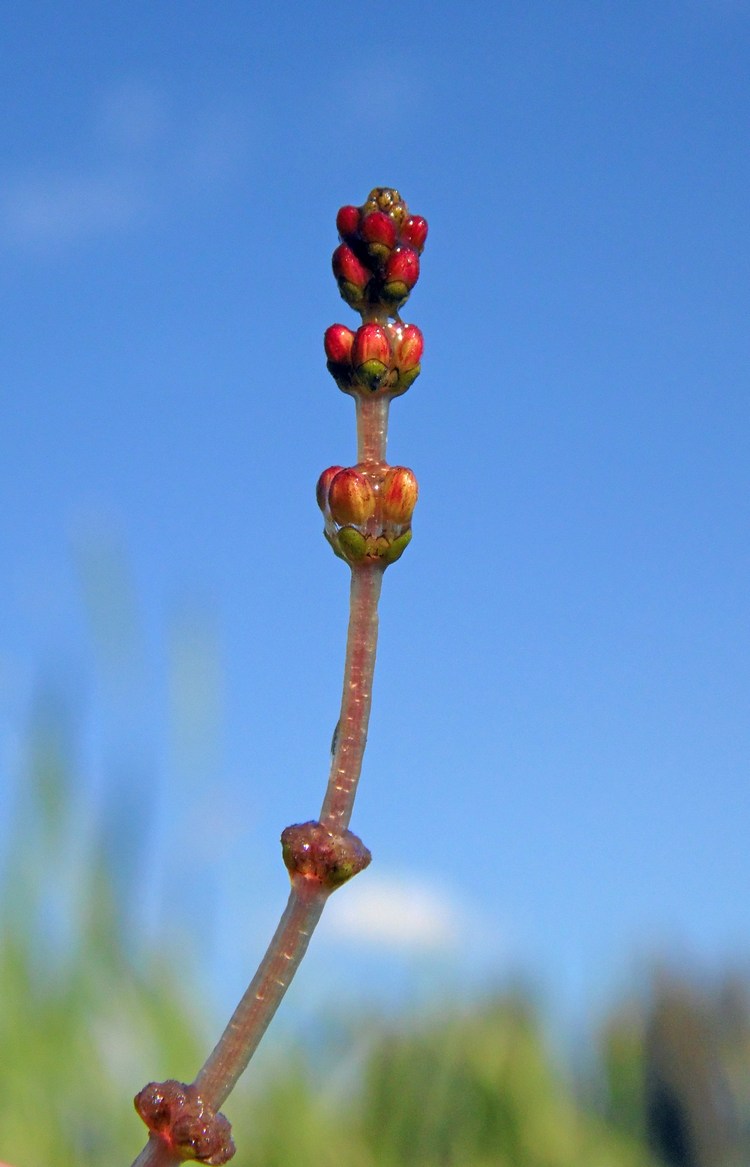 Image of Myriophyllum spicatum specimen.