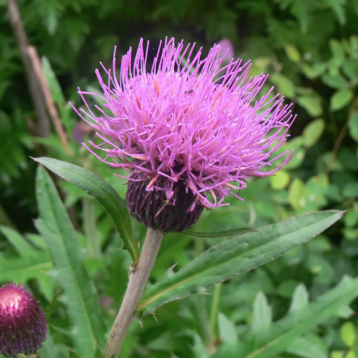 Изображение особи Cirsium maackii.