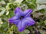 Petunia × hybrida. Цветок. Марий Эл, г. Йошкар-Ола, клумба, в культуре. 17.10.2016.