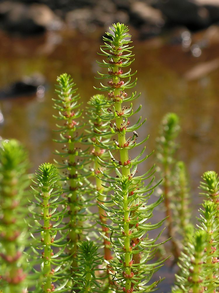 Изображение особи Hippuris vulgaris.