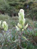 Castilleja pallida