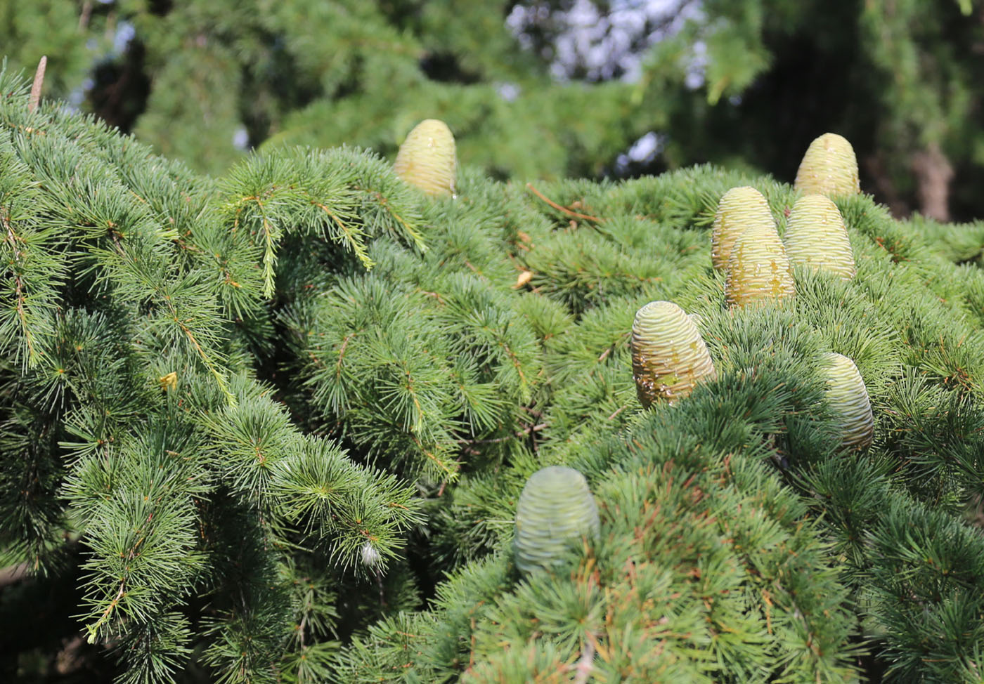 Изображение особи Cedrus libani.