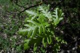 Quercus pubescens