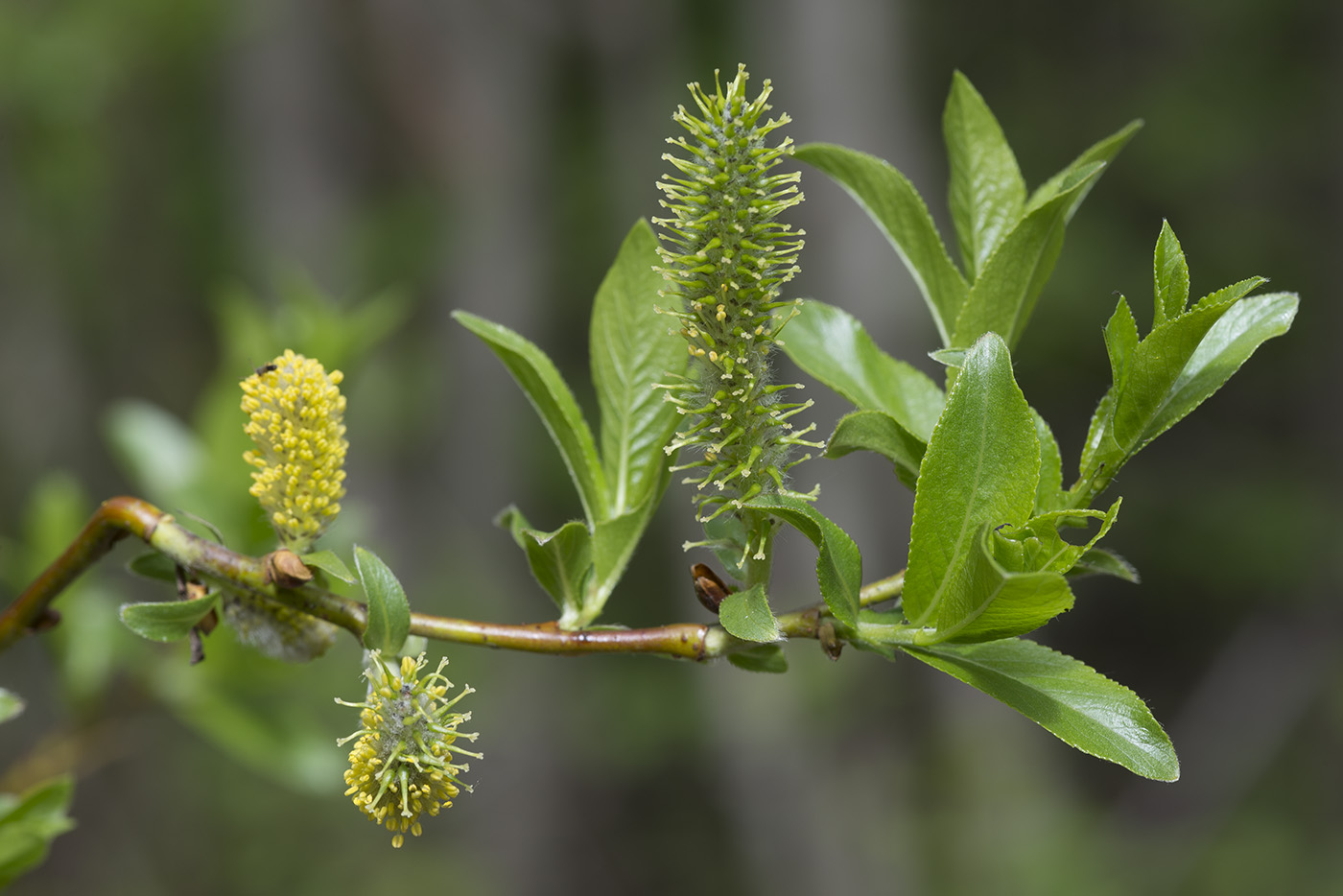 Изображение особи Salix myrsinifolia.