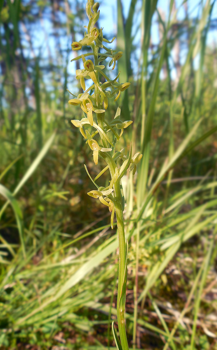 Изображение особи Platanthera tipuloides.