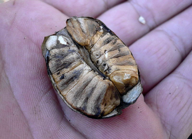 Image of Aristolochia clematitis specimen.