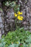 Tephroseris integrifolia. Цветущее растение в сообществе с Rhodiola rosea, Rubus chamaemorus, Viola sp., Bistorta vivipara и злаками. Мурманская обл., Кольский р-н, окр. пос. Дальние Зеленцы; побережье Ярнышной губы близ Нижнего Экспериментального озера, сырая ложбина в распадке к морю. 03.08.2017.