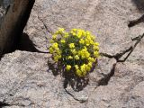 Erysimum wagifii