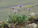 Aster serpentimontanus