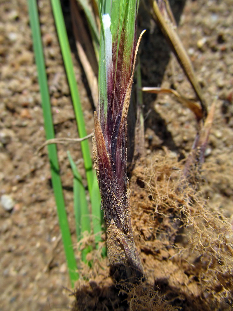 Изображение особи Carex pilosa.