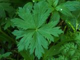 Trollius europaeus. Лист. Чувашия, окр. г. Шумерля, поляна в сосновом лесу за Низким полем. 21.05.2018.