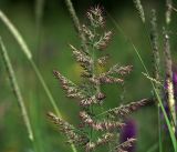 Calamagrostis epigeios