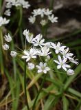 Allium subhirsutum