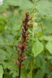 Orobanche pallidiflora. Засохшее отцветшее соцветие. Ленинградская обл., Ломоносовский р-н, дер. Гостилицы, парк, неморально-снытевое сообщество под пологом широколиственного древостоя. 01.09.2018.