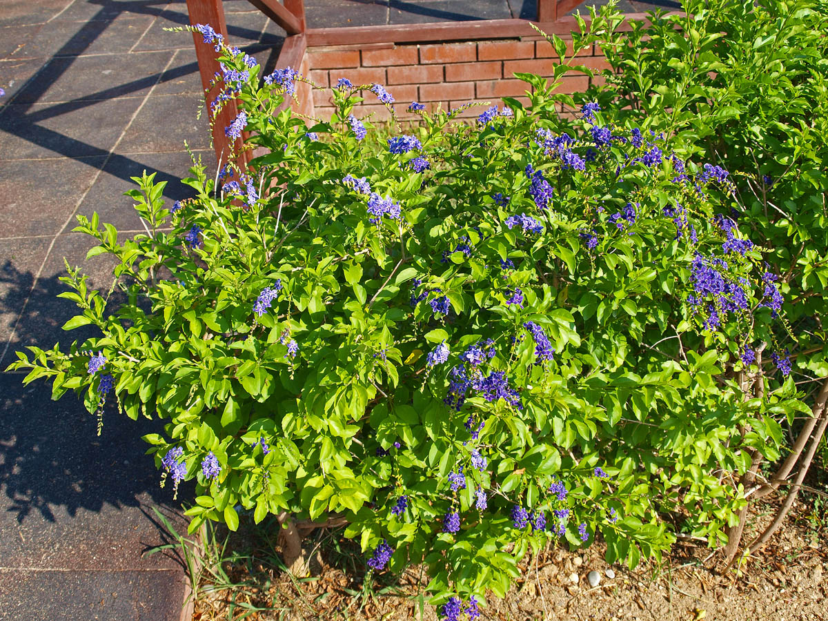 Image of Duranta erecta specimen.