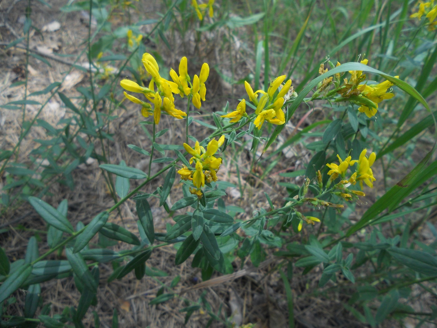 Изображение особи Genista tinctoria.