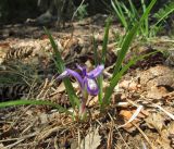 Iris ruthenica. Цветущее растение. Алтай, 24 км СЗЗ с. Акташ, долина р. Чуя, под елью. 6 июля 2019 г.