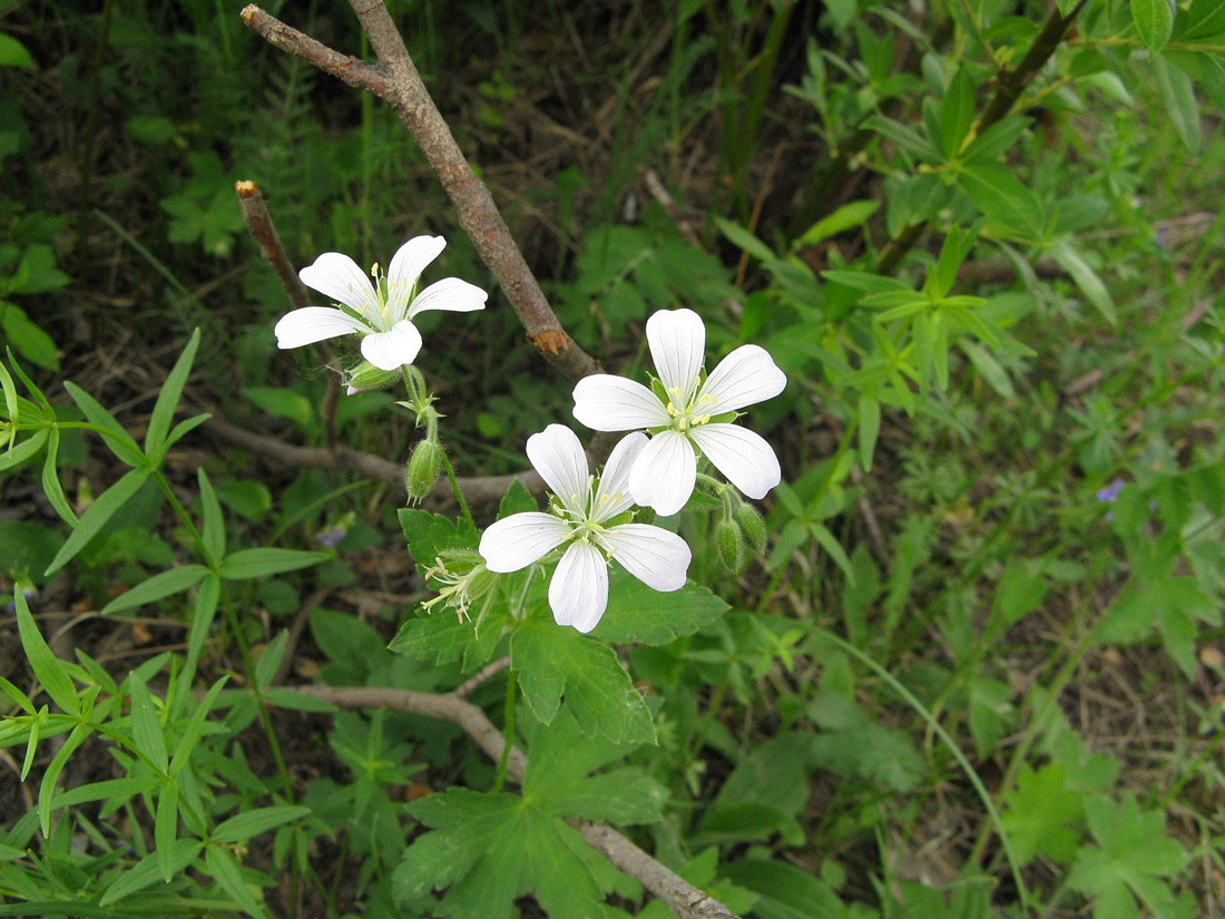 Изображение особи род Geranium.