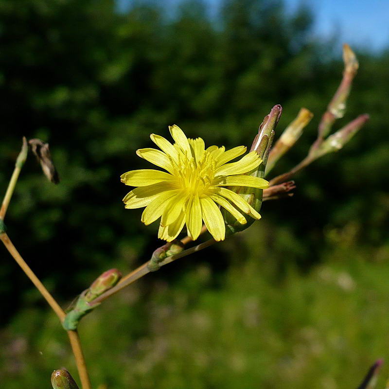 Изображение особи Lactuca serriola.