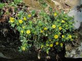 Potentilla caucasica