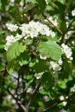 Crataegus submollis