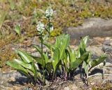 Lagotis uralensis