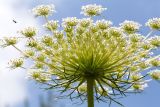 Daucus carota