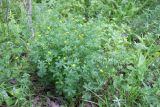 Potentilla erecta. Цветущие растения. Санкт-Петербург, Красносельский р-н, окр. ж.-д. ст. «Скачки», лес, лесная поляна, в травостое. 21.06.2021.