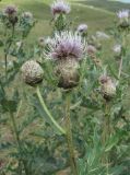 Cirsium balkharicum. Верхушка побега с соцветиями. Северная Осетия, Алагирский р-н, гора Дашсар, ок. 1800 м н.у.м., нагорный луг. 07.08.2021.