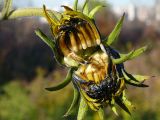 Helianthus tuberosus