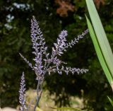 Cordyline stricta. Веточка соцветия. Израиль, Иудейские горы, г. Иерусалим, ботанический сад университета. 16.05.2022.