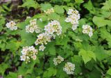 Physocarpus ribesifolia. Ветви с соцветиями и сидящим на цветке шмелем. Приморский край, окр. г. Дальнегорск, падь Партизанская, известняковый каменистый склон. 11.06.2022.