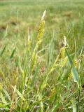 Carex diluta