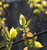 Actinidia kolomikta