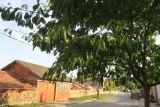 Albizia julibrissin