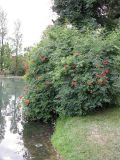 Campsis radicans. Цветущее растение у пруда. Абхазия, Гудаутский р-н, г. Новый Афон, Приморский парк. 15 июля 2008 г.
