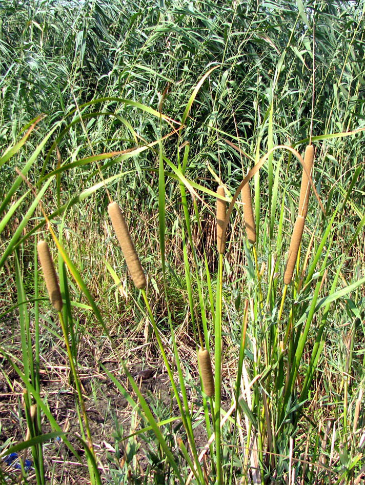 Изображение особи Typha australis.