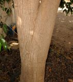 Ficus benjamina