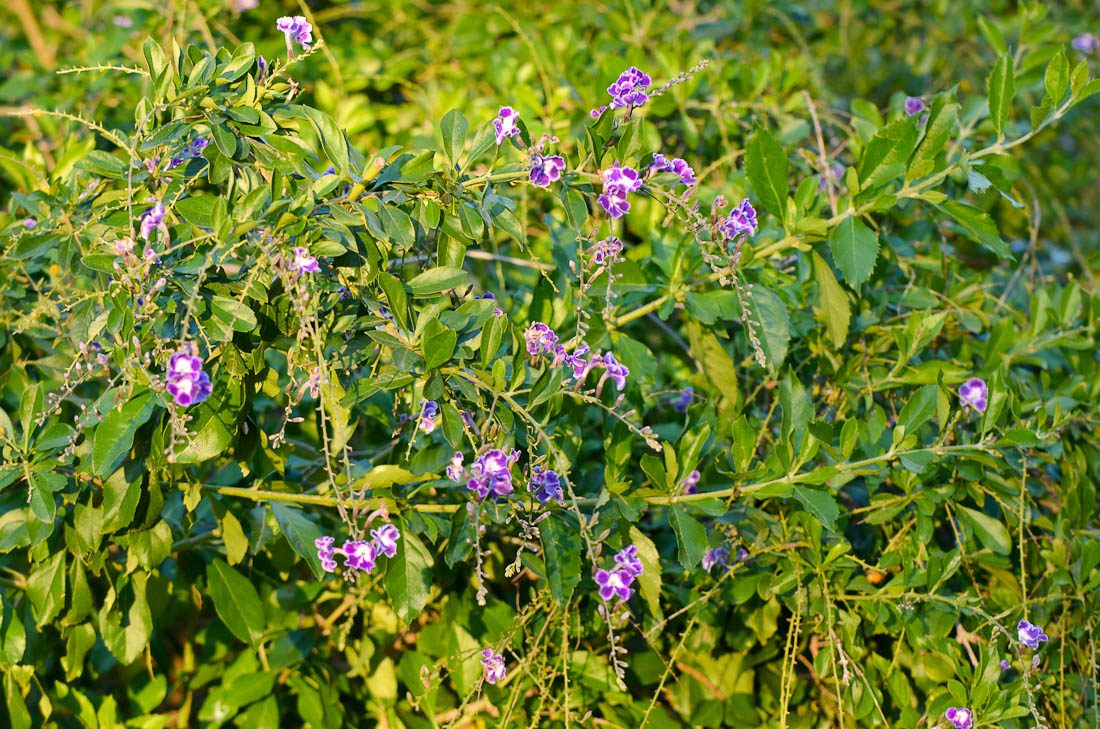 Изображение особи Duranta erecta.