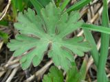 род Geranium. Лист. Украина, Запорожская обл., Запорожский р-н, в балке возле Кушугумского кладбища. 19.04.2012.