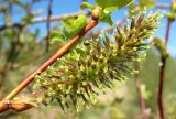 Salix pyrolifolia. Женское соцветие. Архангельская обл., Пинежский р-н, окр. Пинежского заповедника, берег р. Пинега. 29.05.2013.