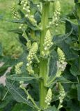 Verbascum pyramidatum