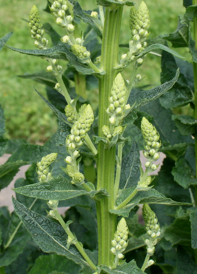 Изображение особи Verbascum pyramidatum.