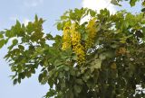 Cassia fistula. Часть кроны цветущего дерева. Таиланд, Бангкок, в культуре. 17.06.2013.