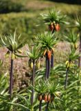 Fritillaria imperialis