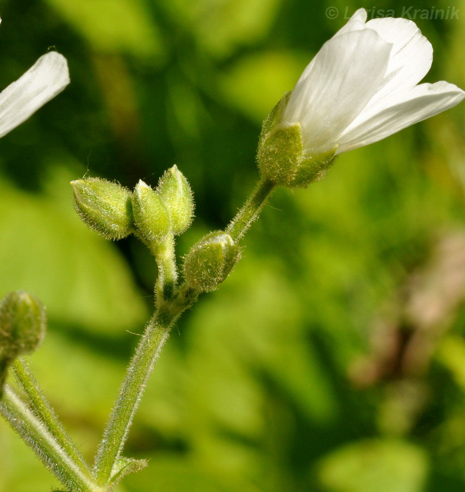 Изображение особи Cerastium pauciflorum.