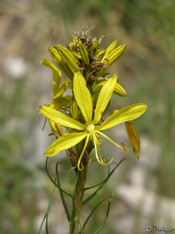 Изображение особи Asphodeline lutea.