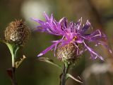 Centaurea pseudophrygia. Соцветия. Украина, Киевская обл., Фастовский р-н, опушка леса возле станции Кожанка. 4 октября 2014 г.